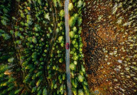 Bosques al fondo